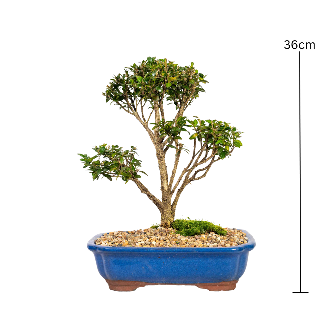 Korean Buxus Bonsai (2000)