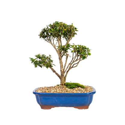 Korean Buxus Bonsai (2000)