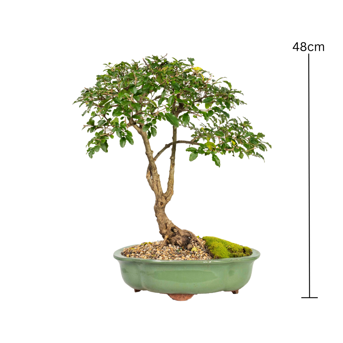 Chinese Ligustrum Bonsai (1996)