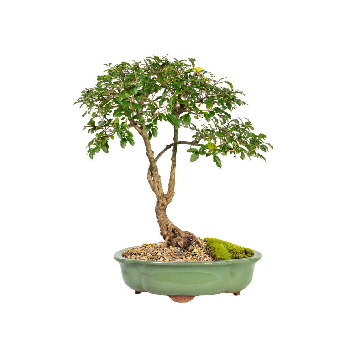 Chinese Ligustrum Bonsai (1996)