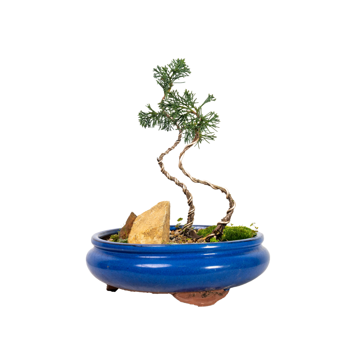 Shimpaku Juniper Bonsai (2018)