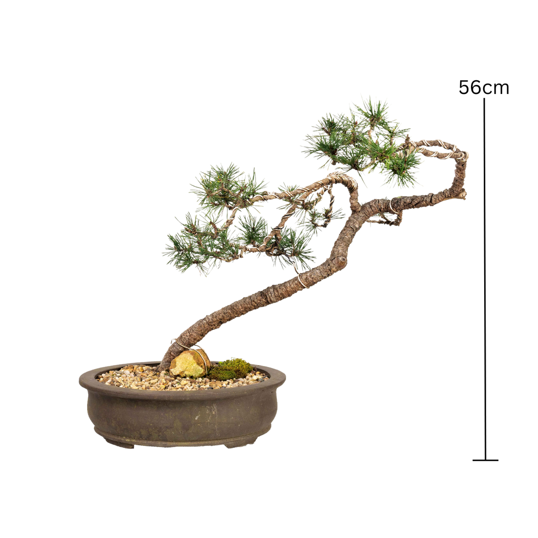 Scots Pine Bonsai (1996)