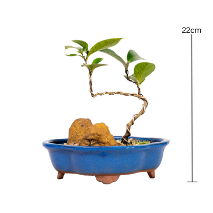 Camellia Bonsai (2018)