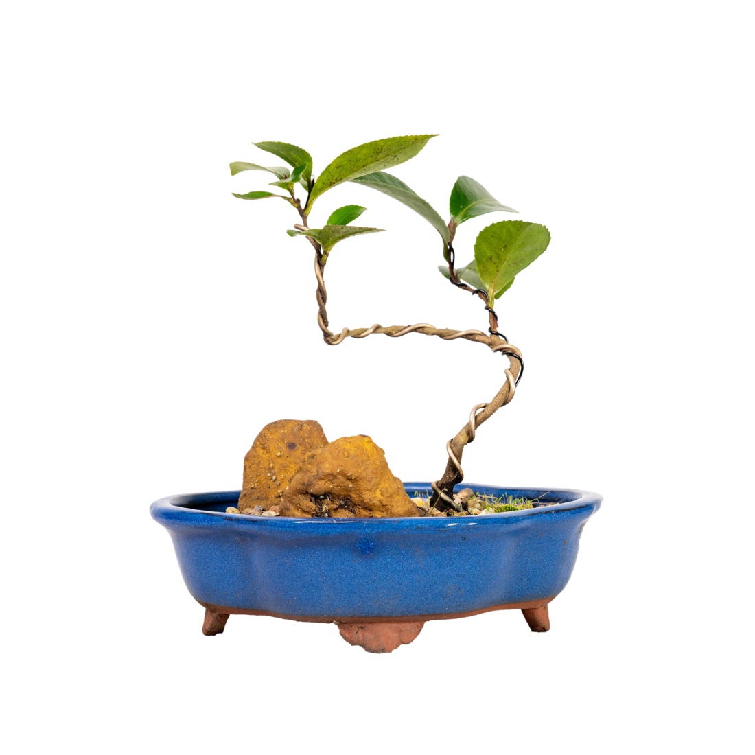 Camellia Bonsai (2018)