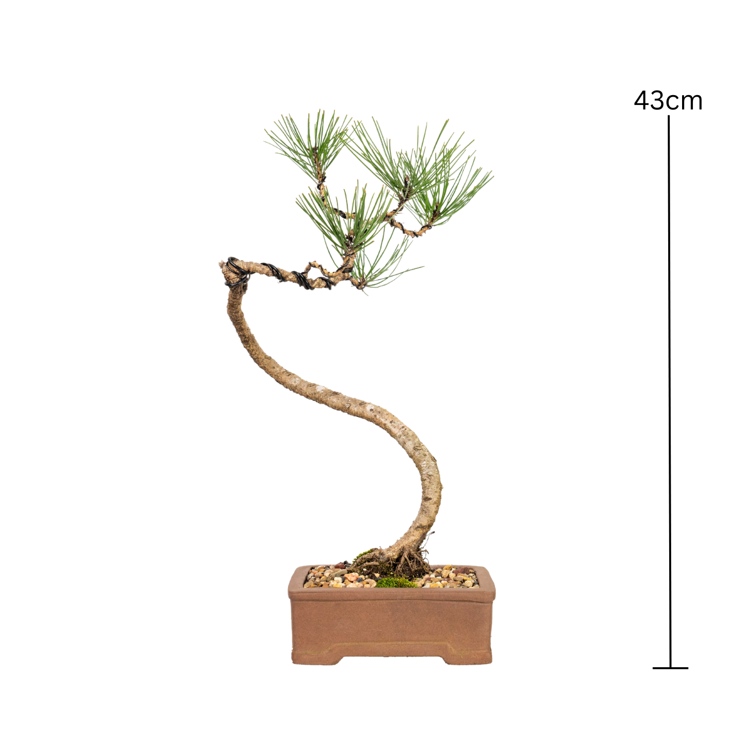 Japanese Black Pine Bonsai (2002)