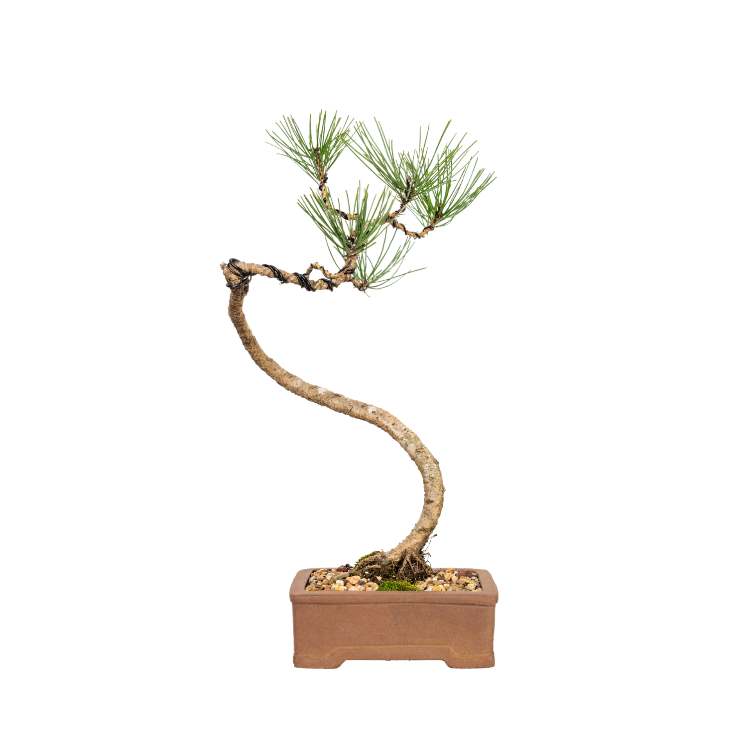 Japanese Black Pine Bonsai (2002)