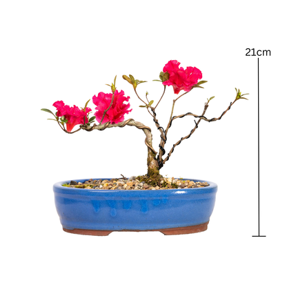 Azalea Bonsai (2017)