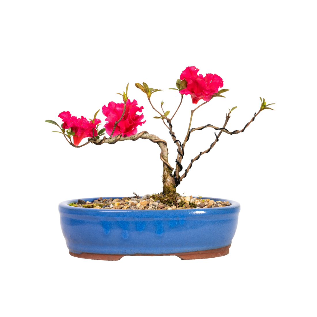 Azalea Bonsai (2017)