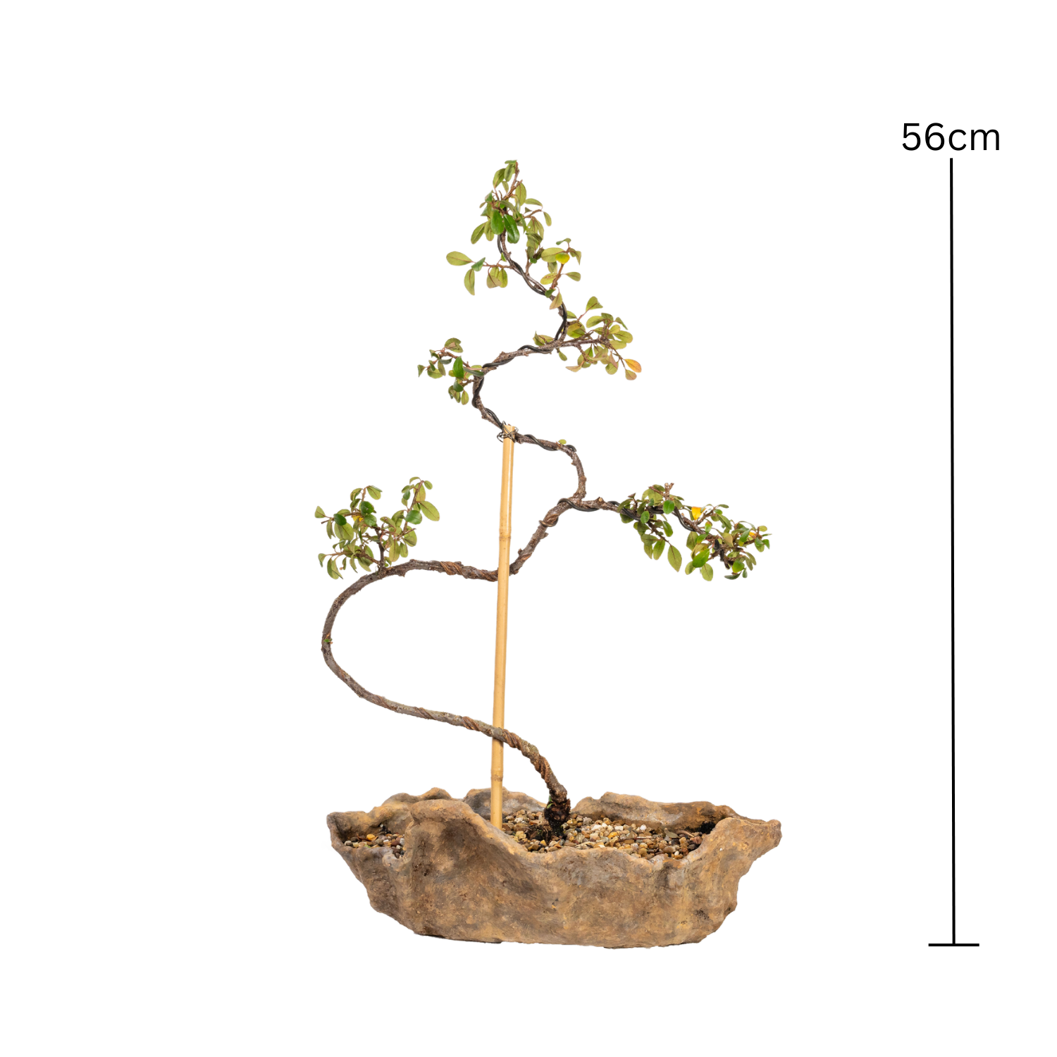 Cotoneaster Bonsai (2013)