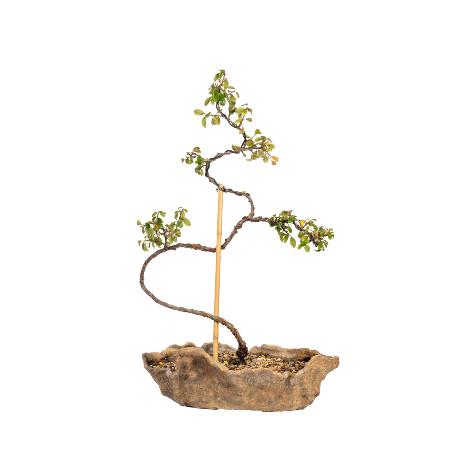 Cotoneaster Bonsai (2013)