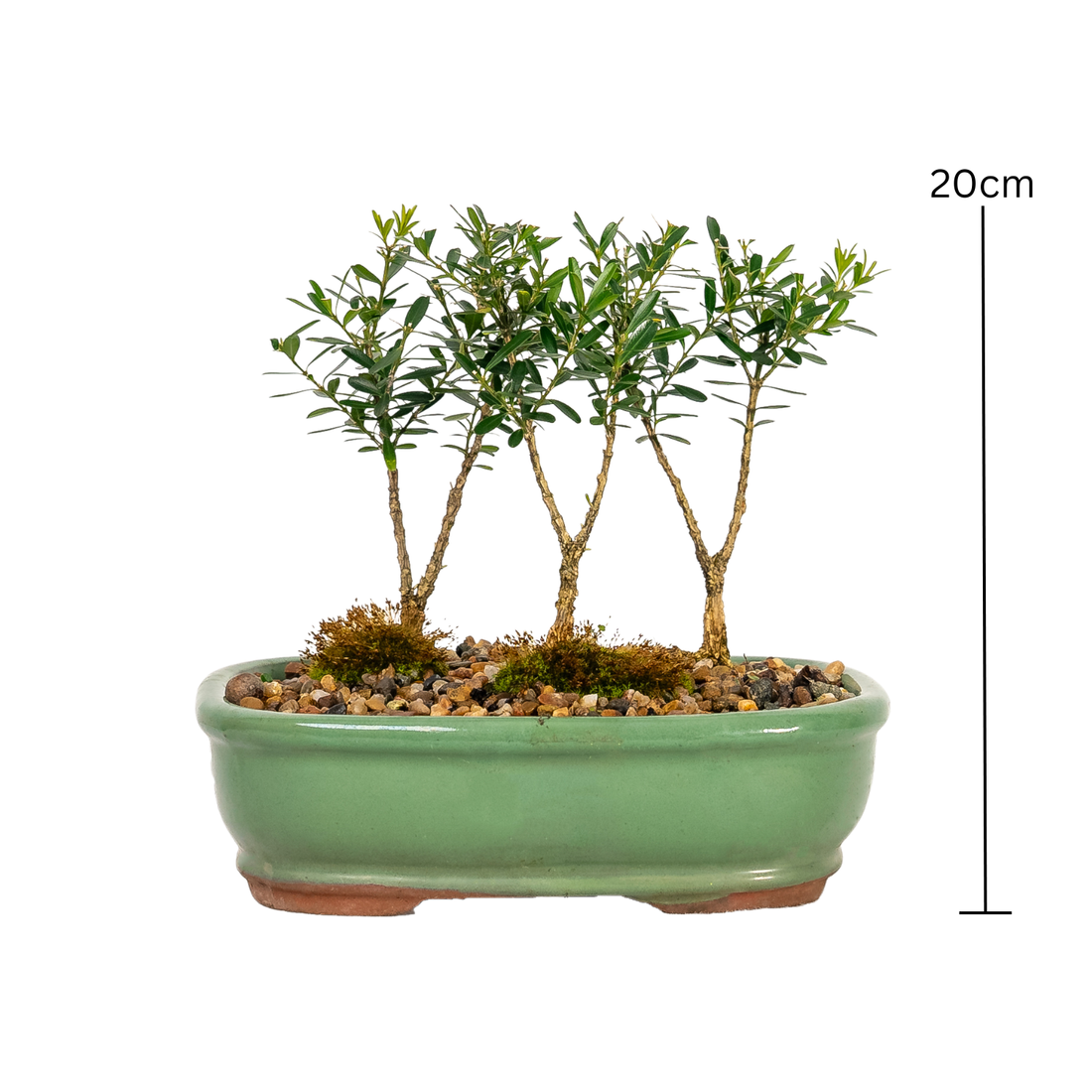 Korean Buxus Forest Bonsai (2018)