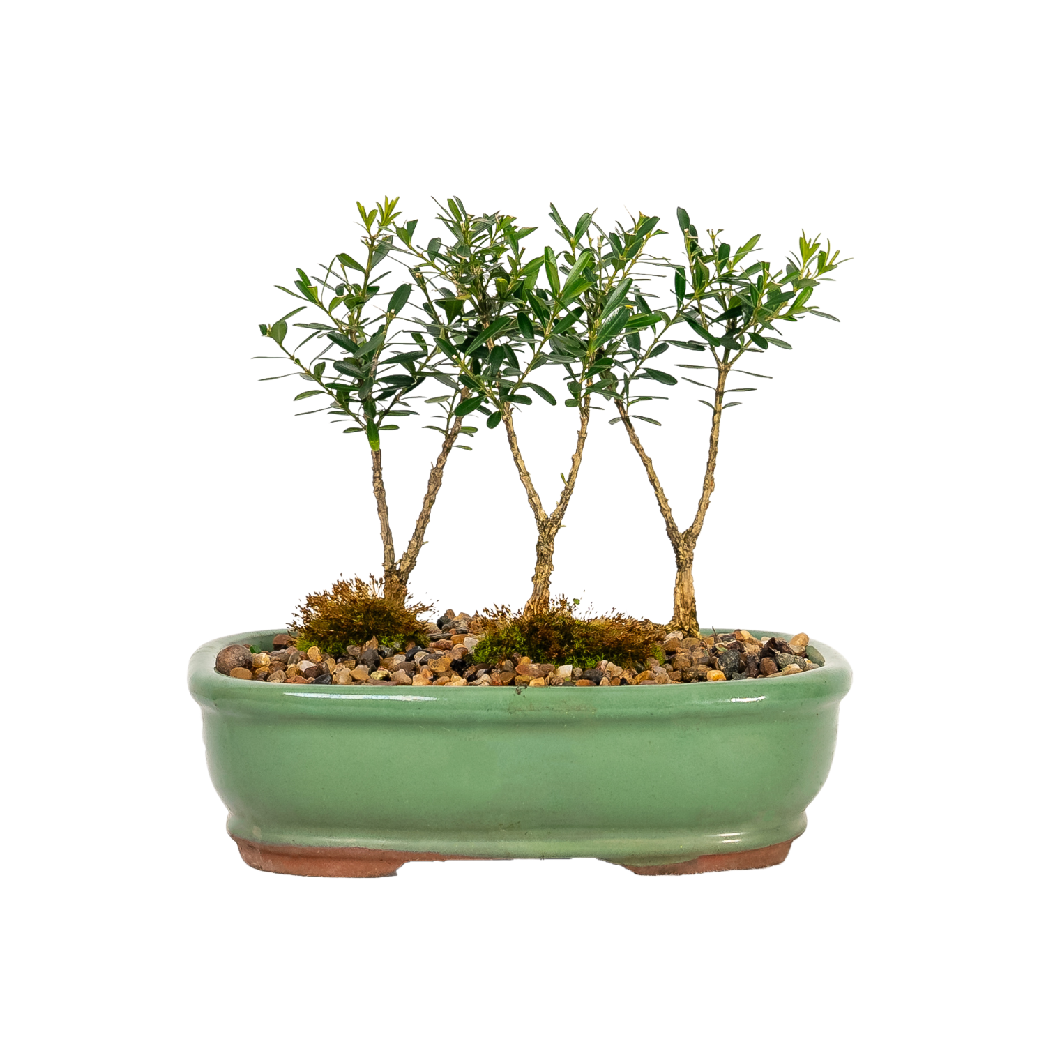 Korean Buxus Forest Bonsai (2018)