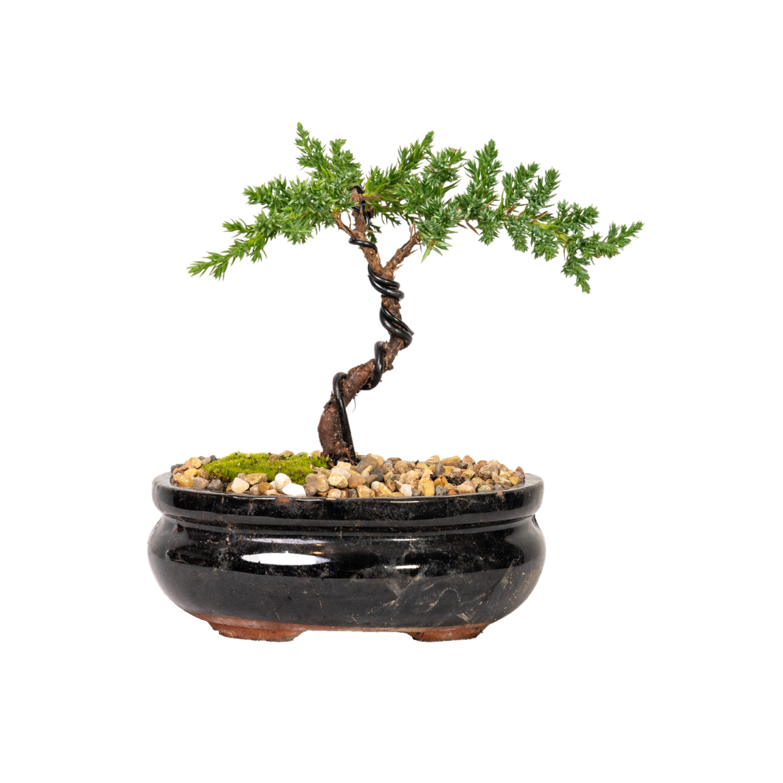 Juniper Bonsai (2020)