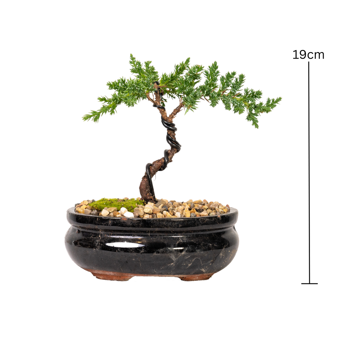 Juniper Bonsai (2020)