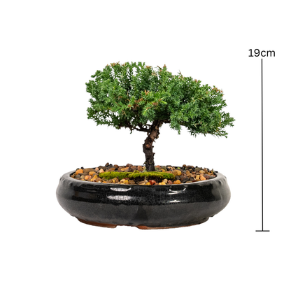 Juniper Bonsai (2015)