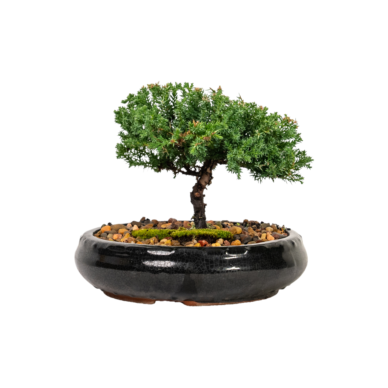 Juniper Bonsai (2015)