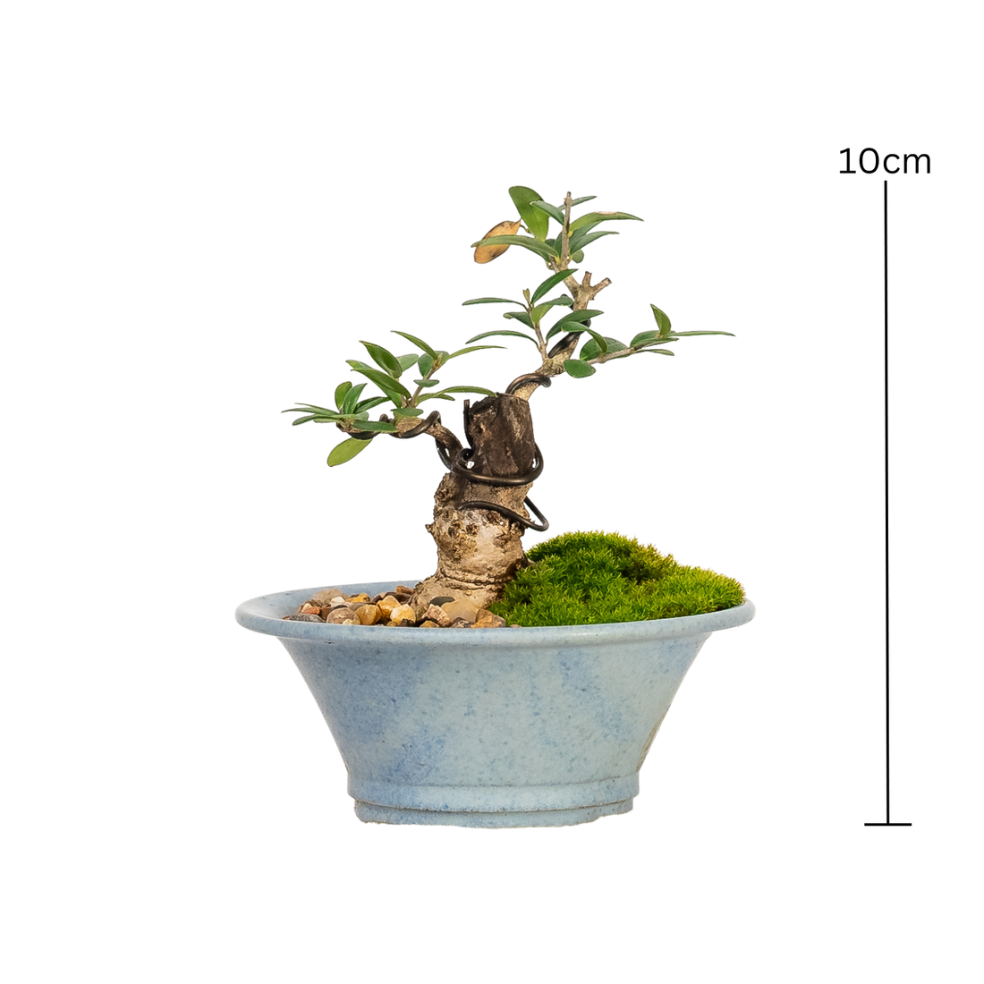 Asian Olive Bonsai (2014)