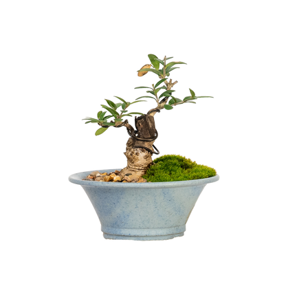 Asian Olive Bonsai (2014)