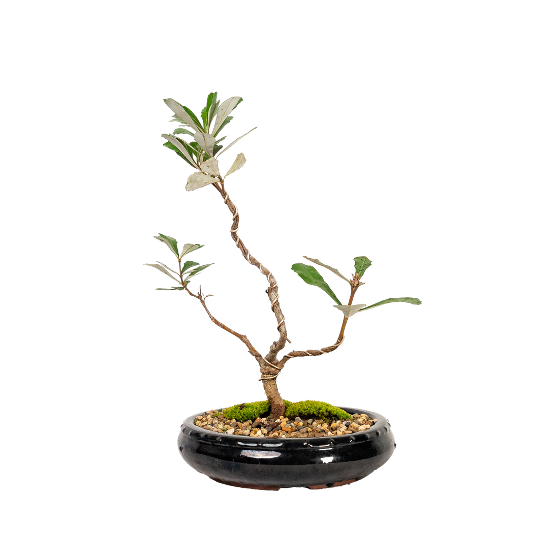 Banksia Bonsai (2016)