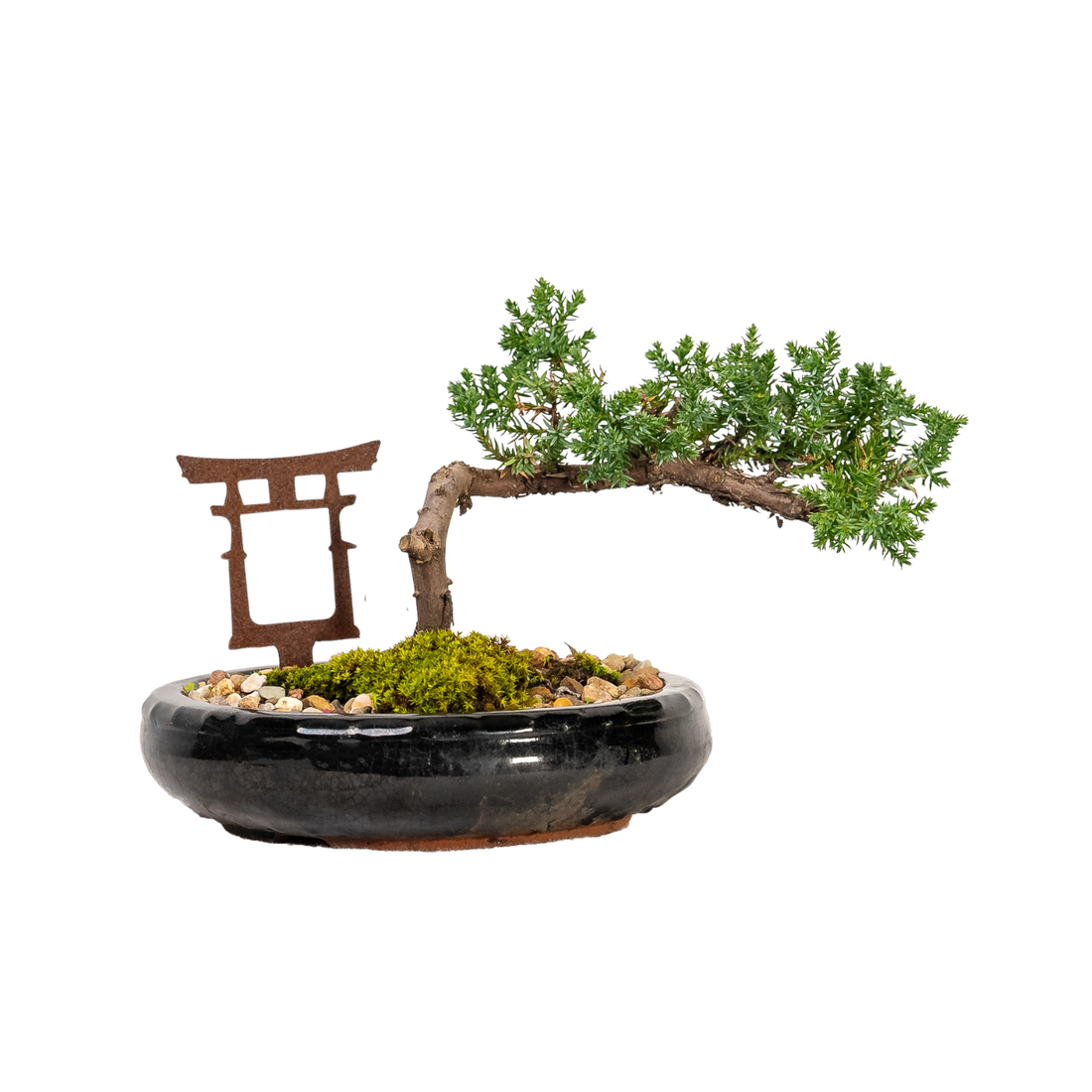 Juniper Bonsai (2015)