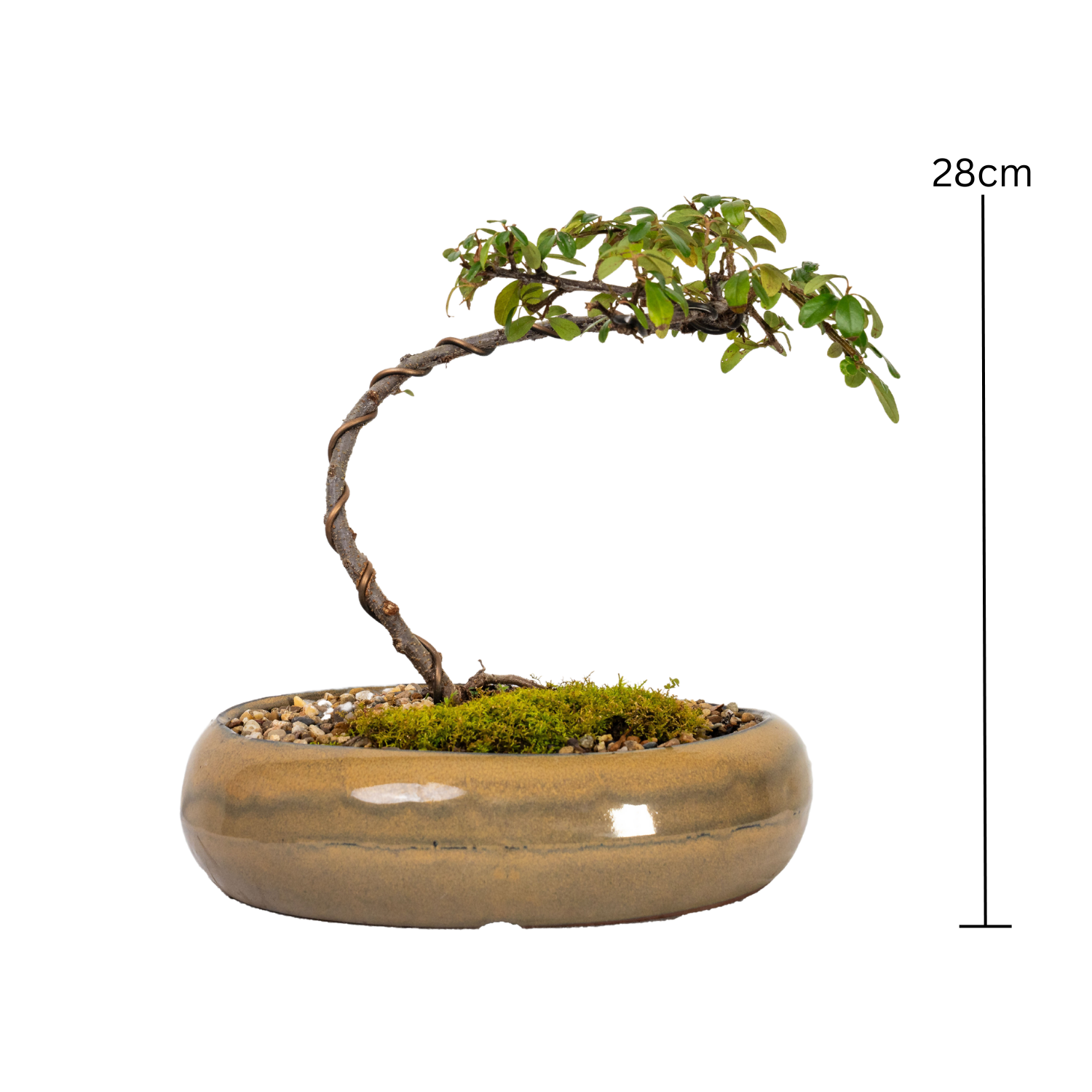 Cotoneaster Bonsai (2014)