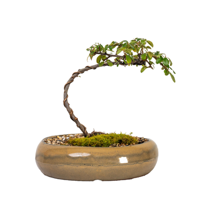 Cotoneaster Bonsai (2014)