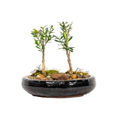 Bosso Buxus microphylla Faulkner pianta da siepe sempreverde in vaso Bosso Buxus microphylla Faulkner pianta da siepe sempreverde in vaso