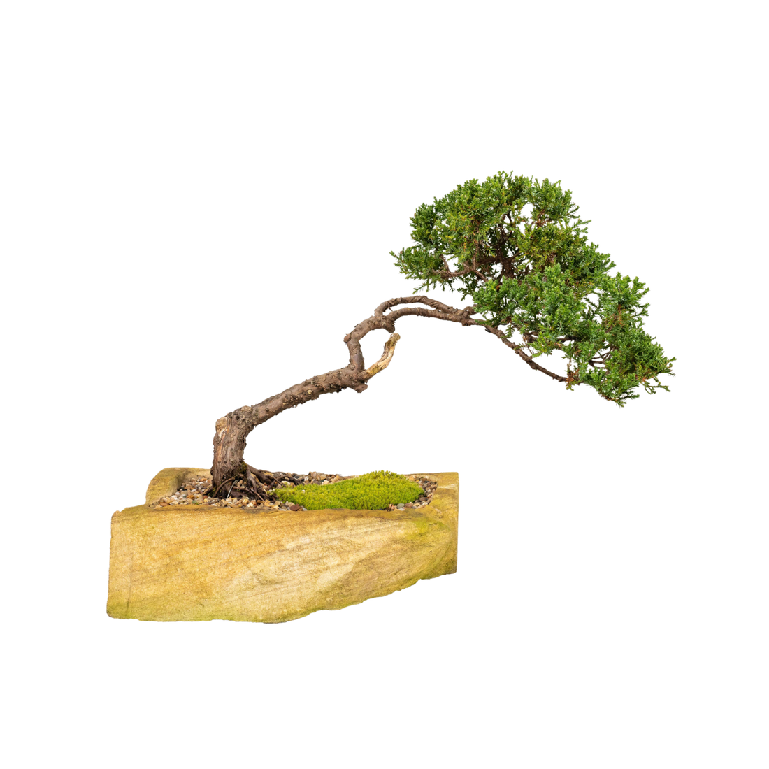 Juniper Bonsai (2001)