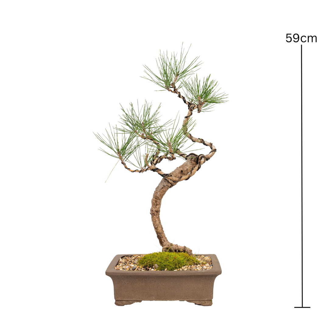 Japanese Black Pine Bonsai (1998)