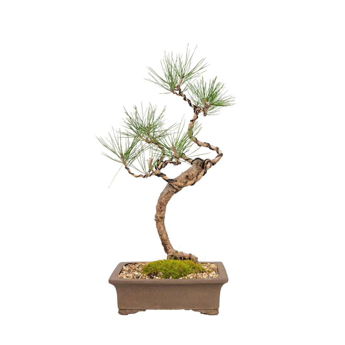 Japanese Black Pine Bonsai (1998)