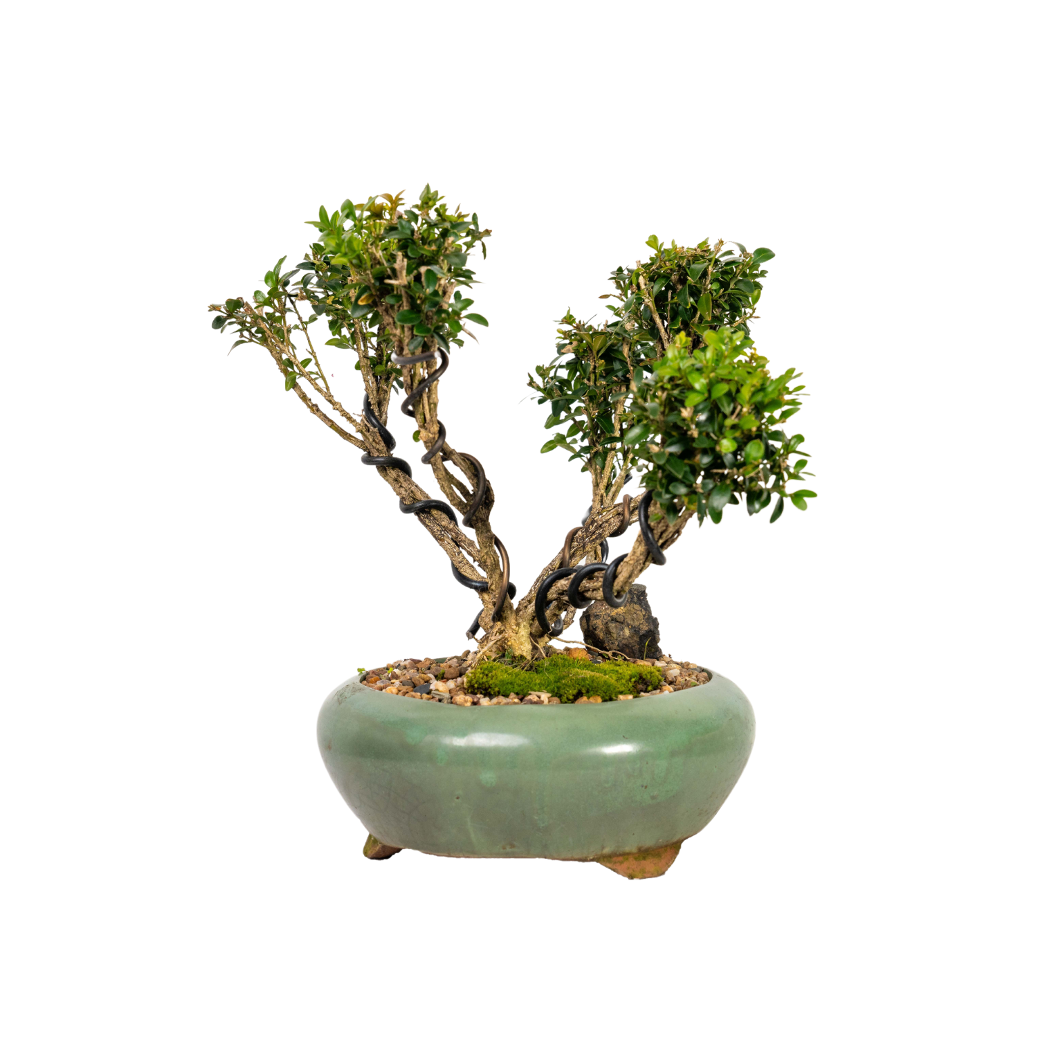 English Buxus Bonsai (2004)