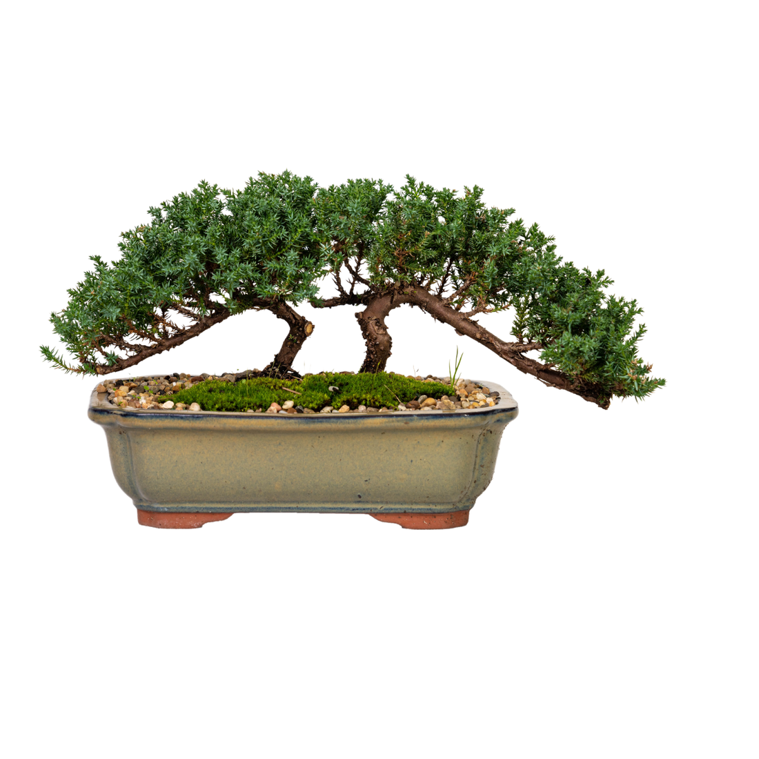 Juniper Bonsai (2015)