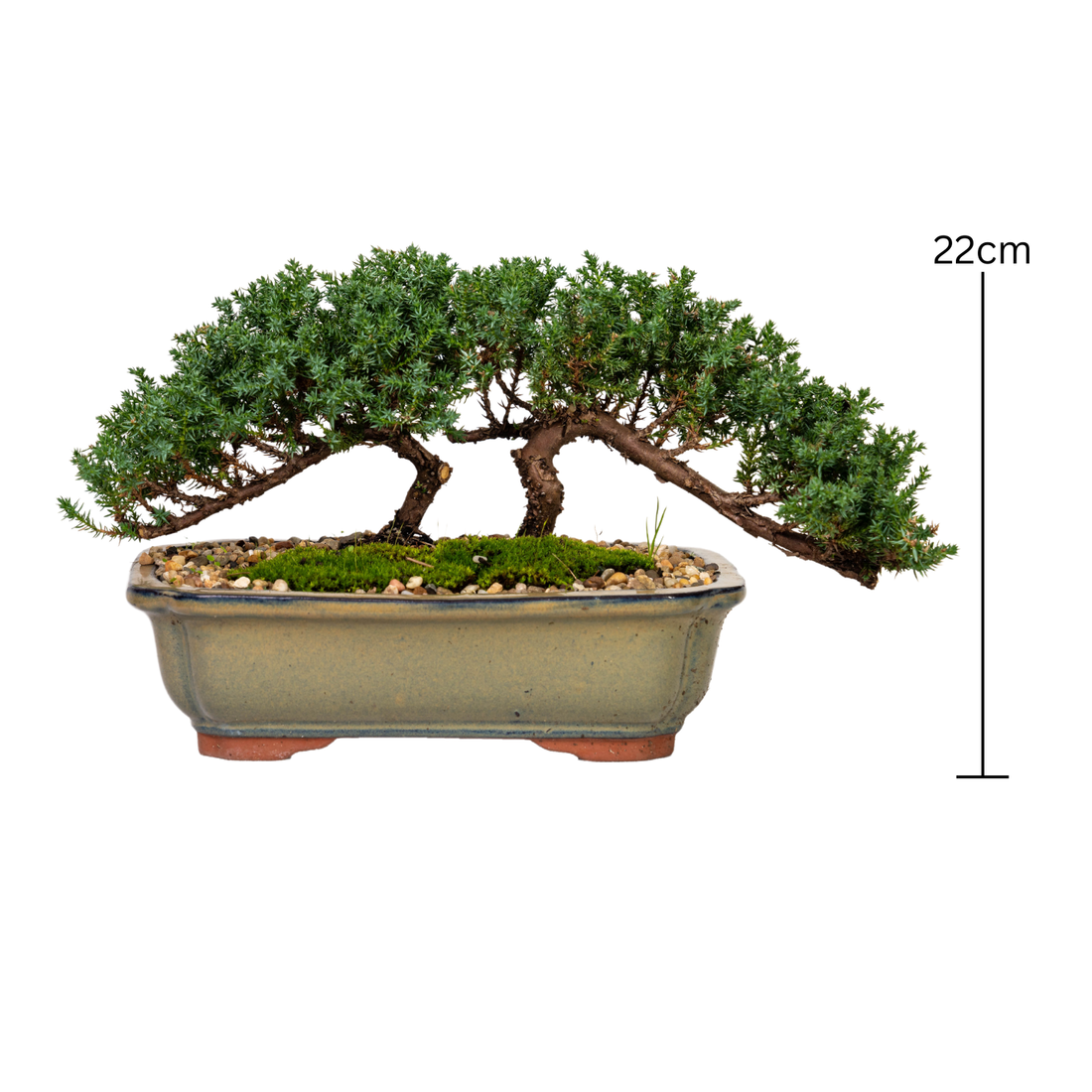 Juniper Bonsai (2015)