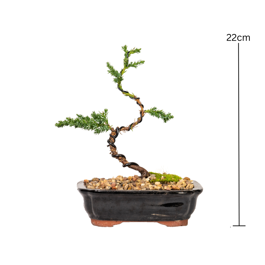 Juniper Bonsai (2020)