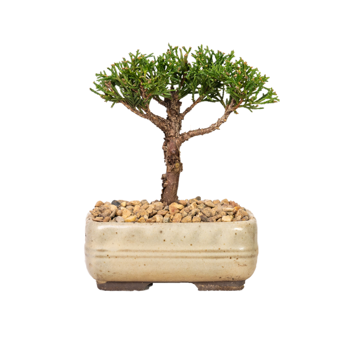 Shimpaku Juniper Bonsai (2013)