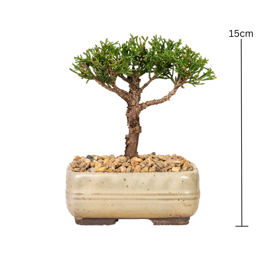Shimpaku Juniper Bonsai (2013)