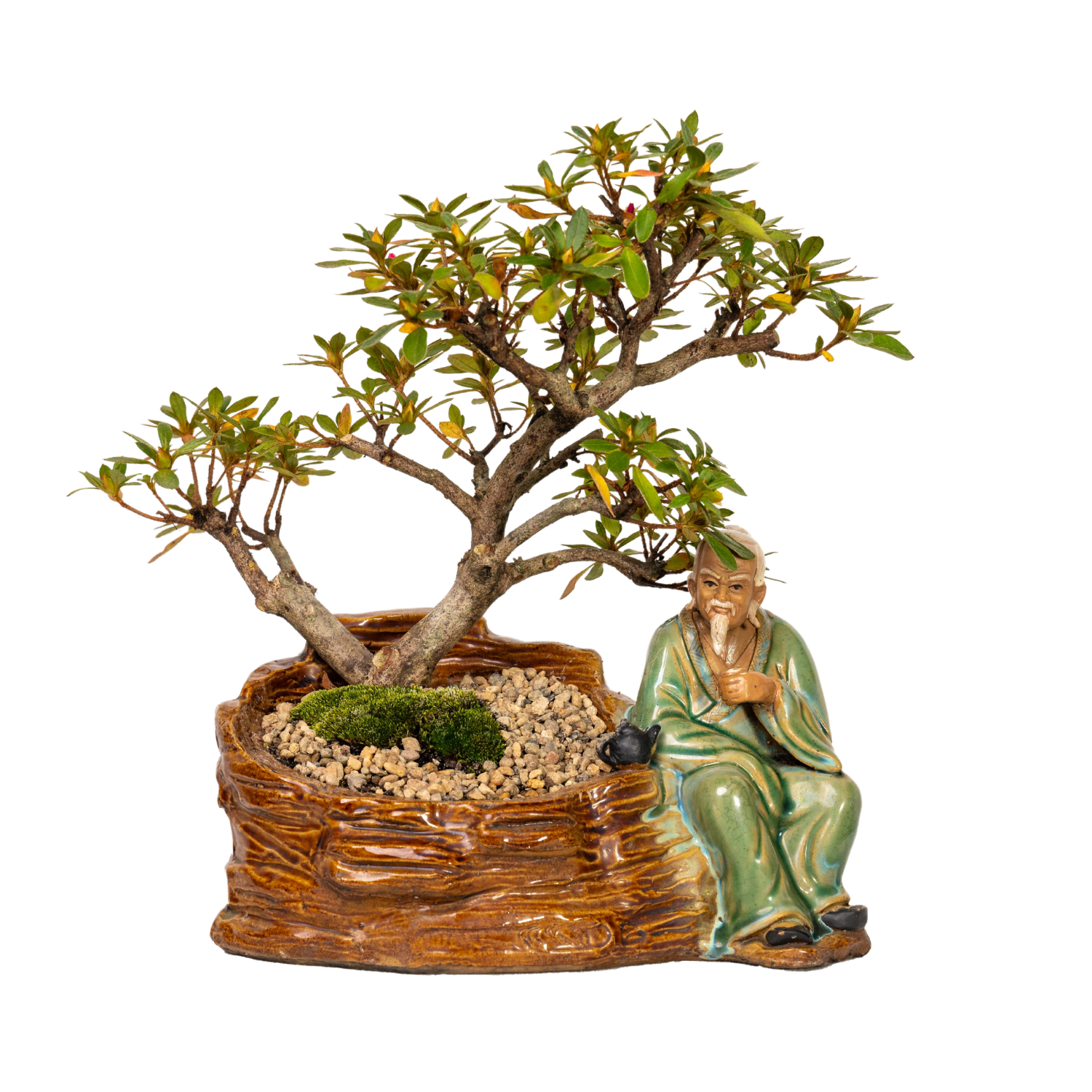 Azalea Bonsai (2001)