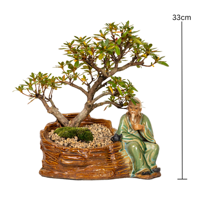 Azalea Bonsai (2001)