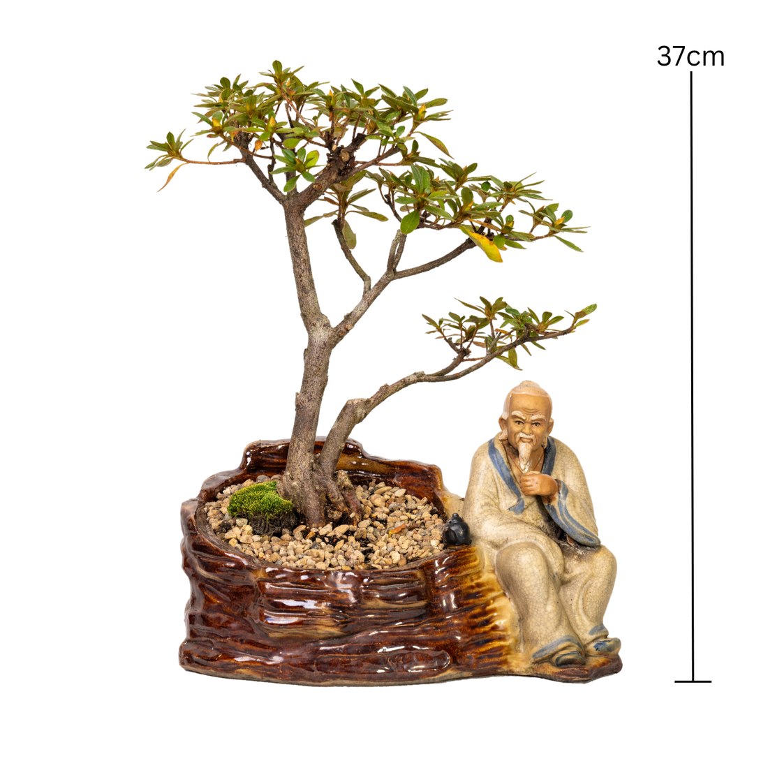 Azalea Bonsai (2002)