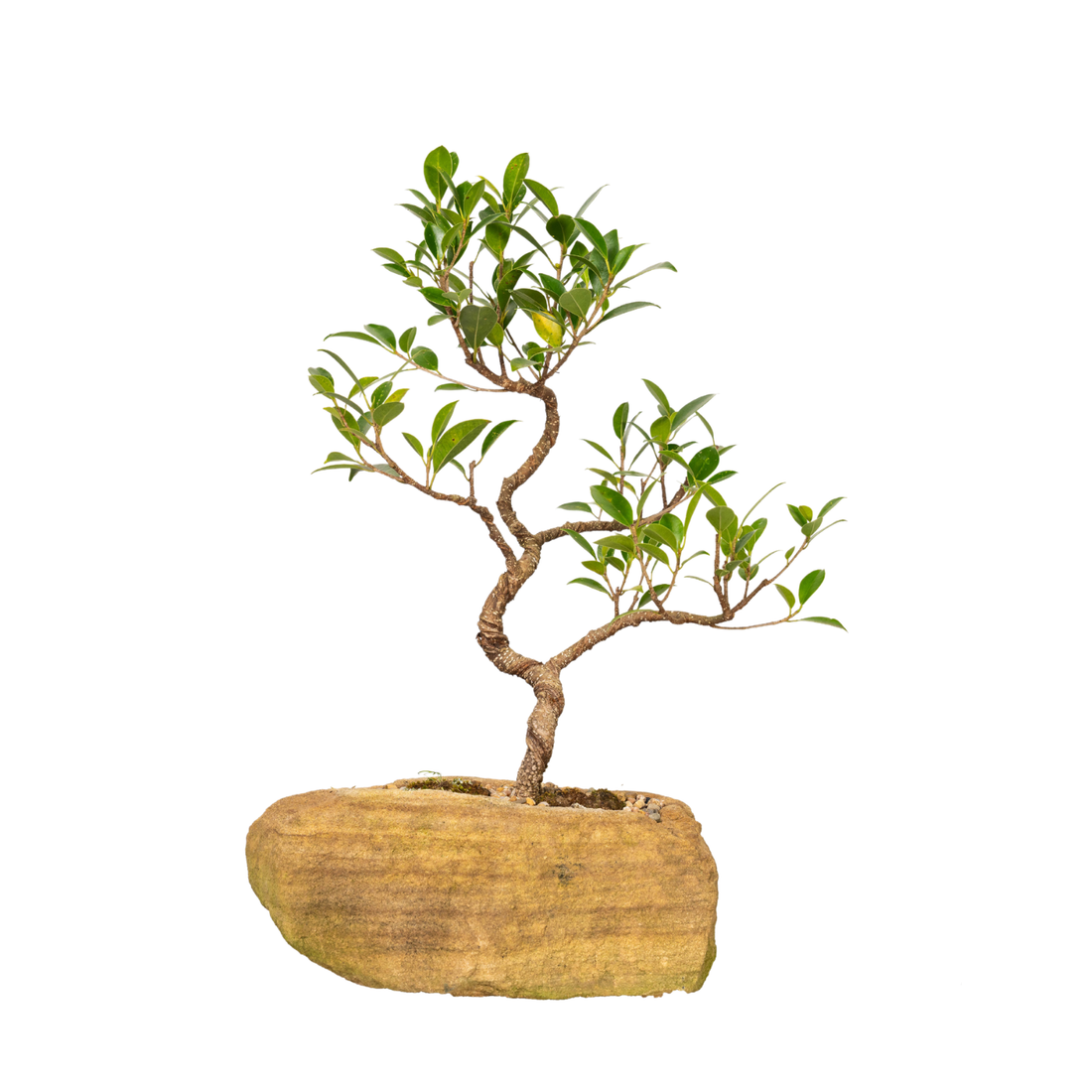 Tiger Bark Fig Bonsai (2005)