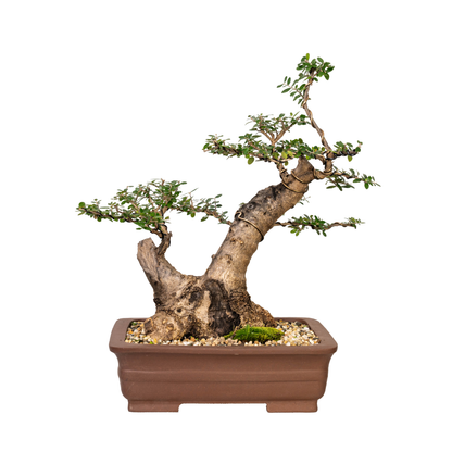 Asian Olive Bonsai (1994)