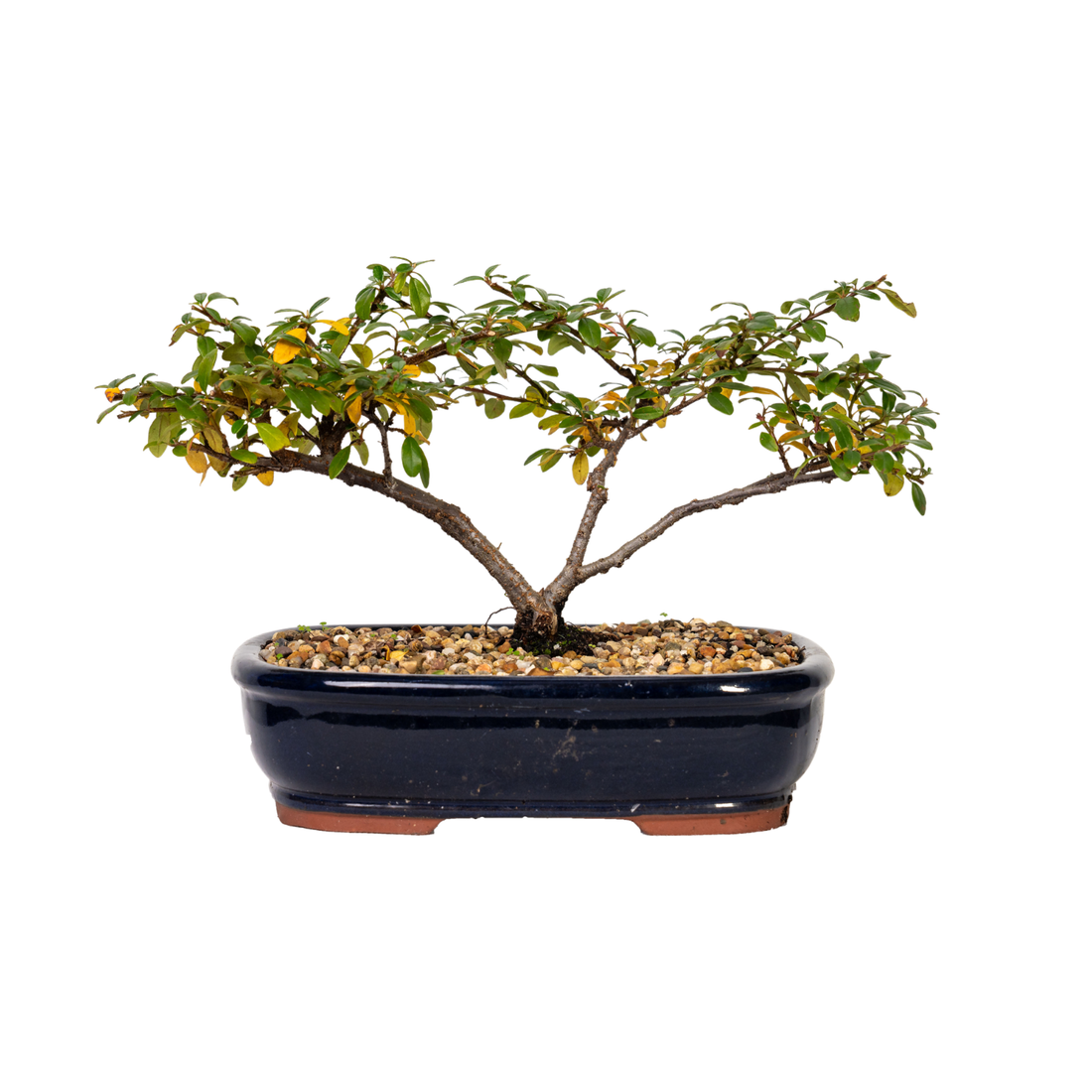 Cotoneaster Bonsai (2014)
