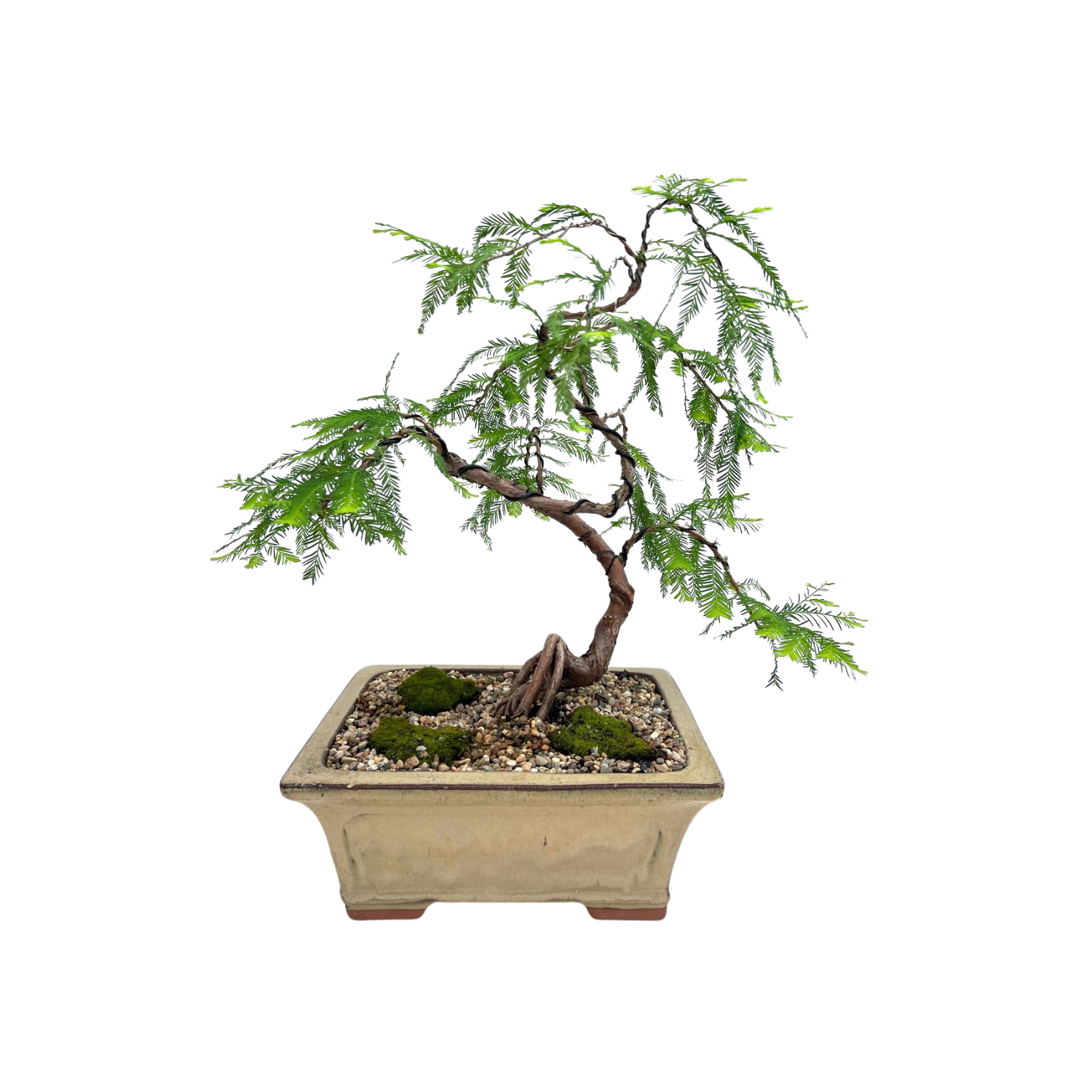 Swamp Cypress Bonsai (2005)