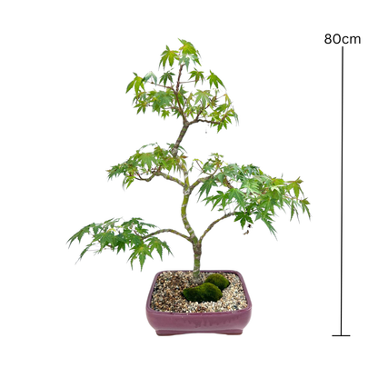 Japanese Maple Bonsai (2000)