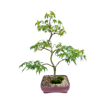 Japanese Maple Bonsai (2000)