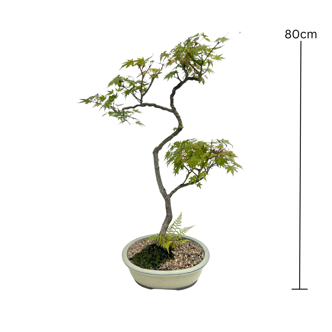 Japanese Maple Bonsai (2000)