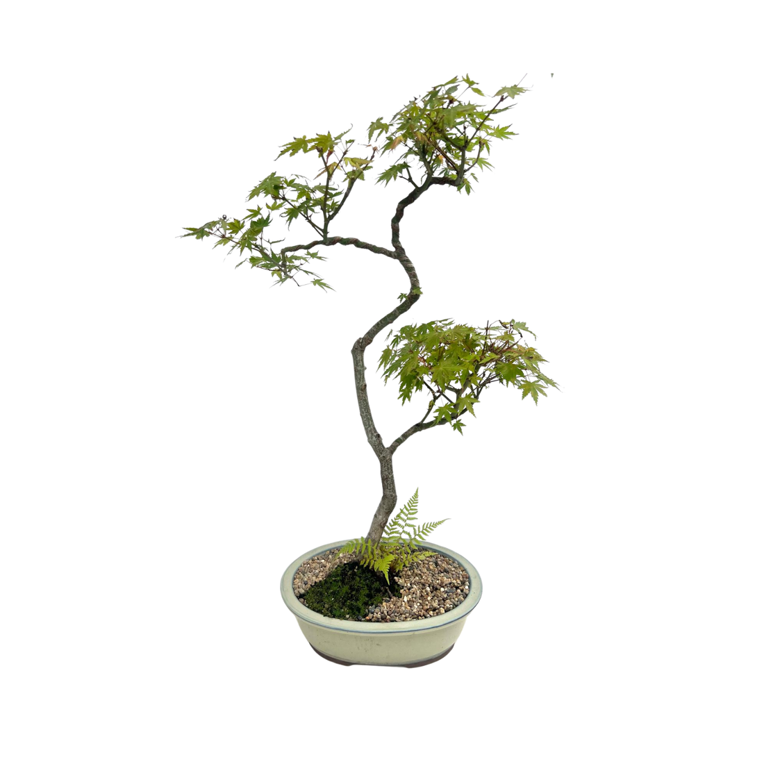 Japanese Maple Bonsai (2000)