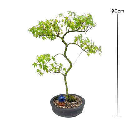 Japanese Maple Bonsai (1999)