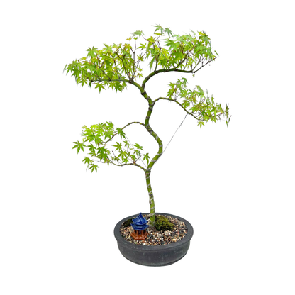 Japanese Maple Bonsai (1999)