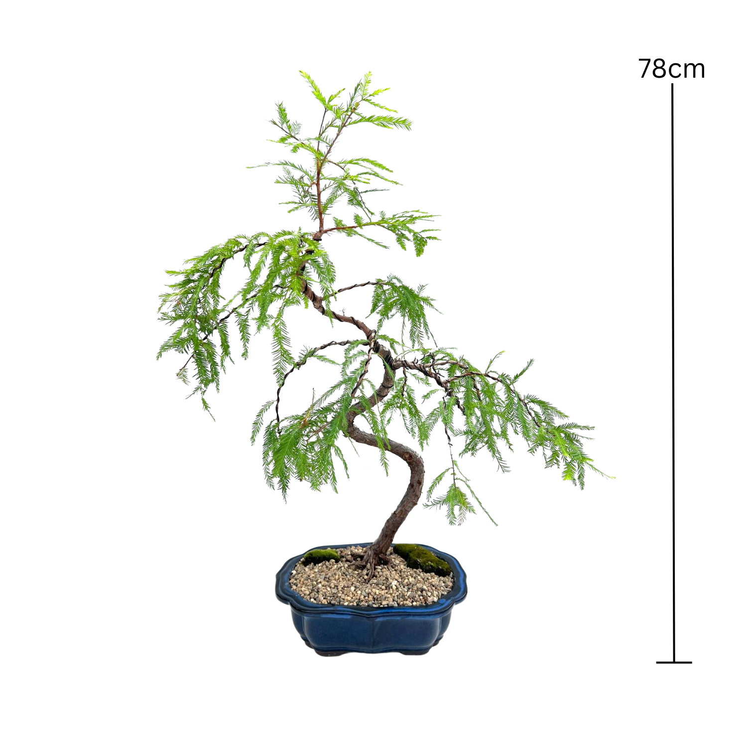 Swamp Cypress Bonsai (2006)